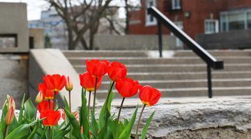 Red tulips growing on campus