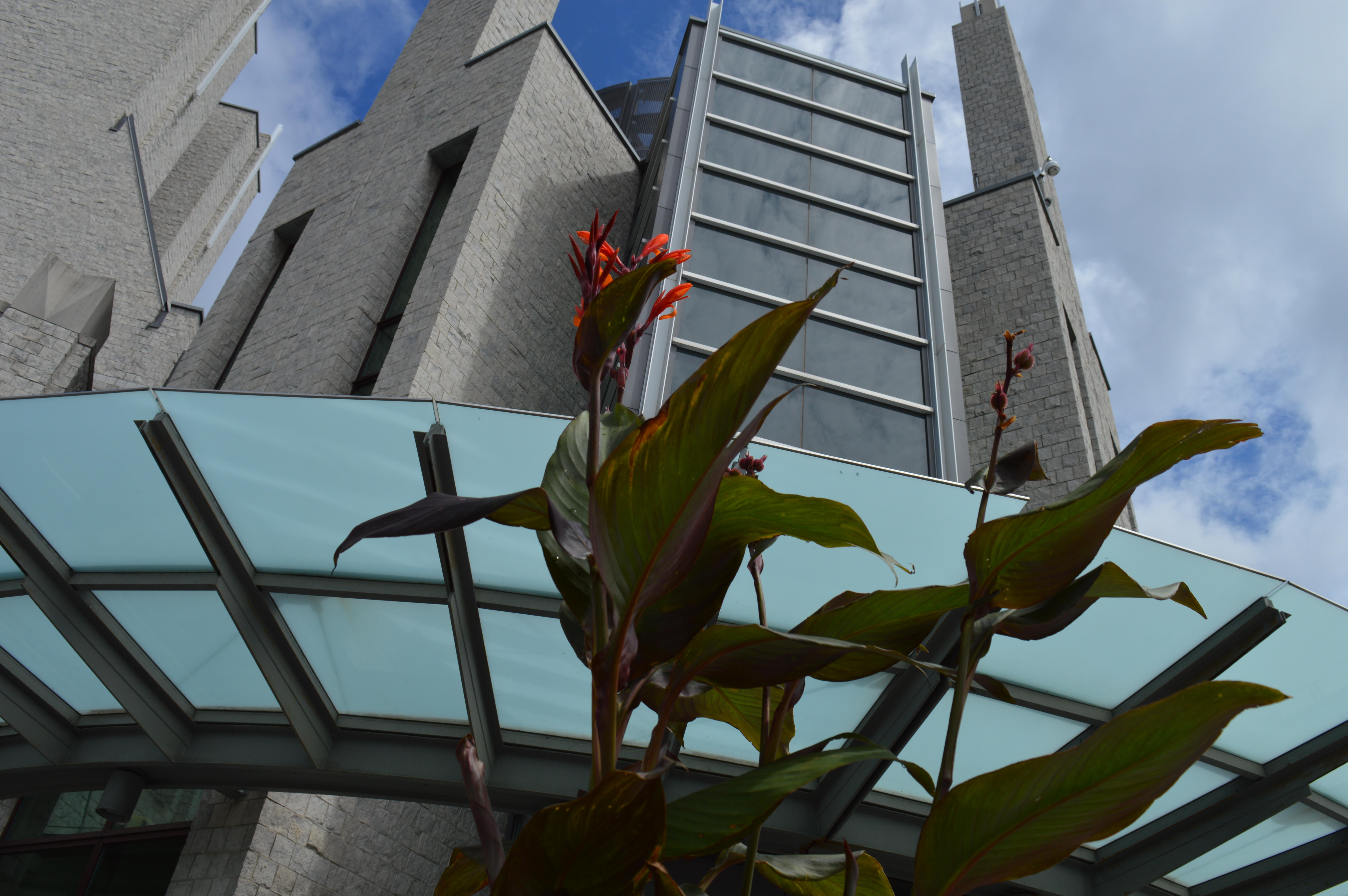 stauffer library exterior