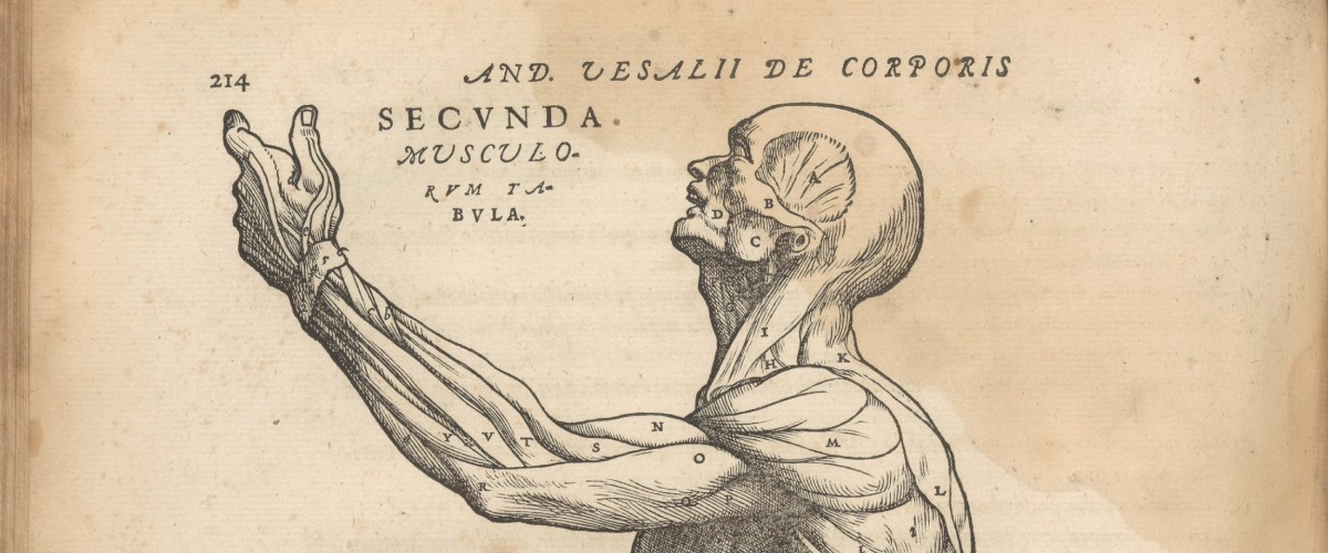 Vesalius