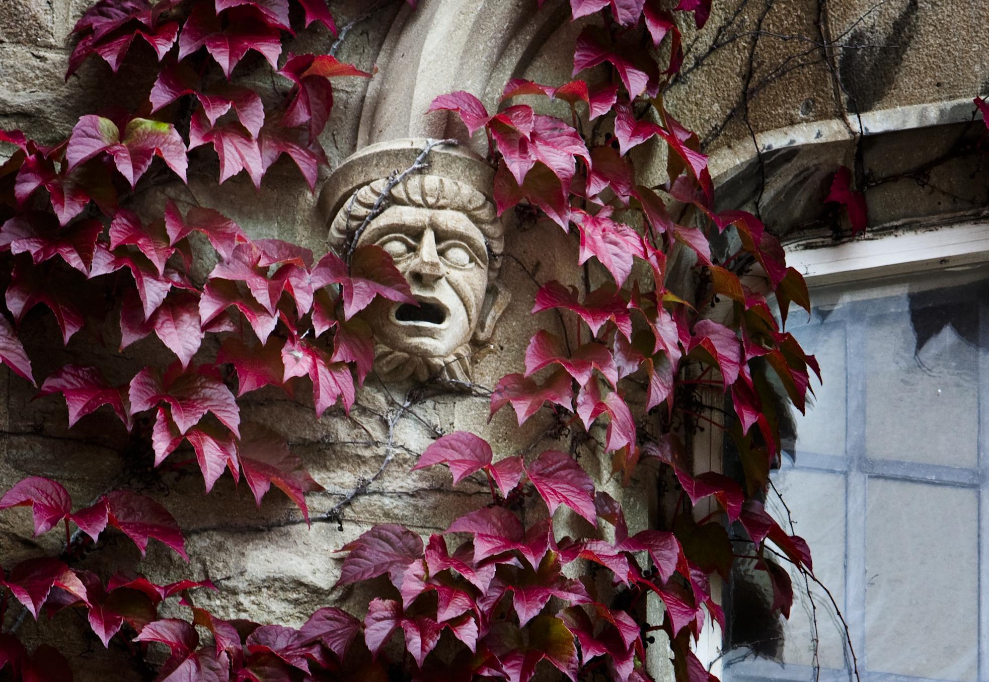 A gargoyle on an ivy covered wall