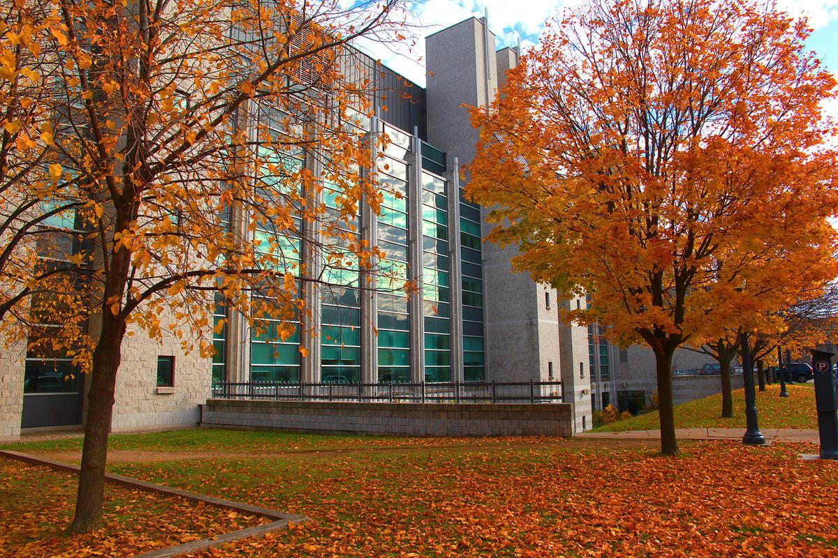 orange tress in autumn