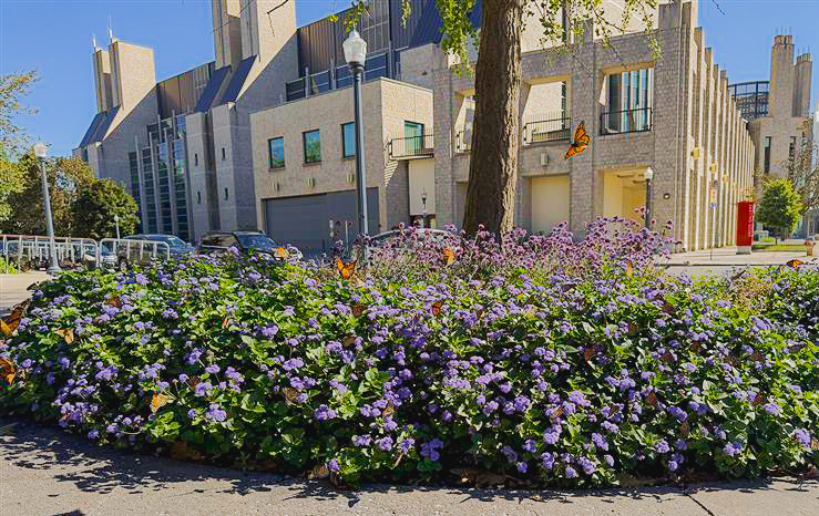 Several butterflies flying above a flowering bush on campus 