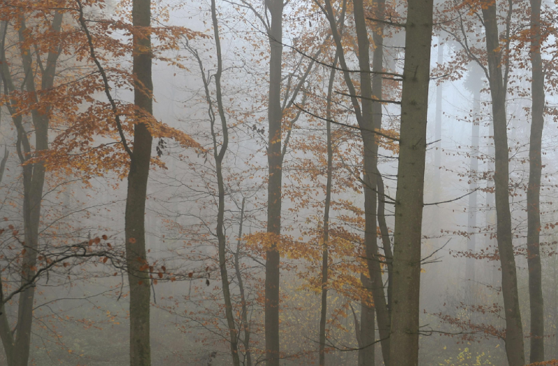 autumn trees