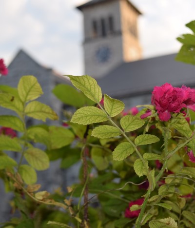 Flowers on Queen's campus in July