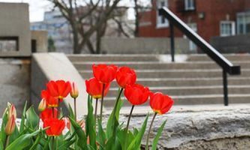 Red tulips growing on campus