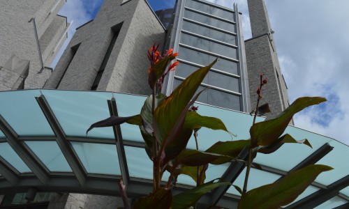 stauffer library exterior