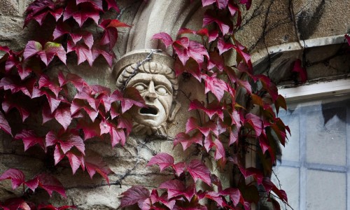 A gargoyle on an ivy covered wall