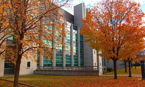 orange tress in autumn