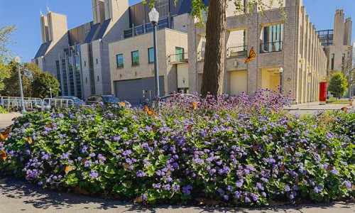 Several butterflies flying above a flowering bush on campus
