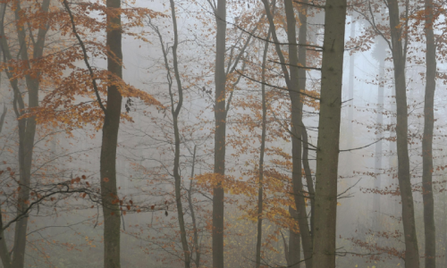 autumn trees